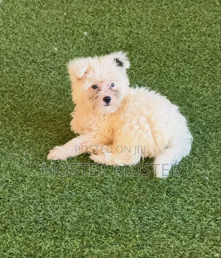 1-3 months Male Purebred Maltese