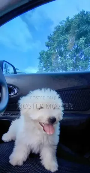 1-3 months Male Purebred Maltese