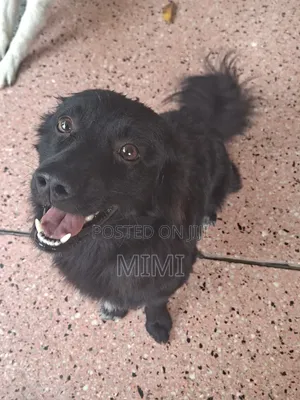 6-12 months Male Mixed Breed Maltese