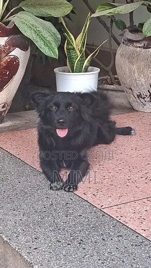 6-12 months Male Mixed Breed Maltese