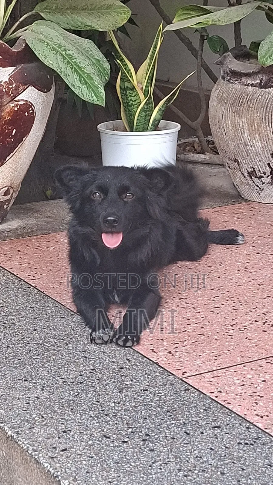 6-12 months Male Mixed Breed Maltese