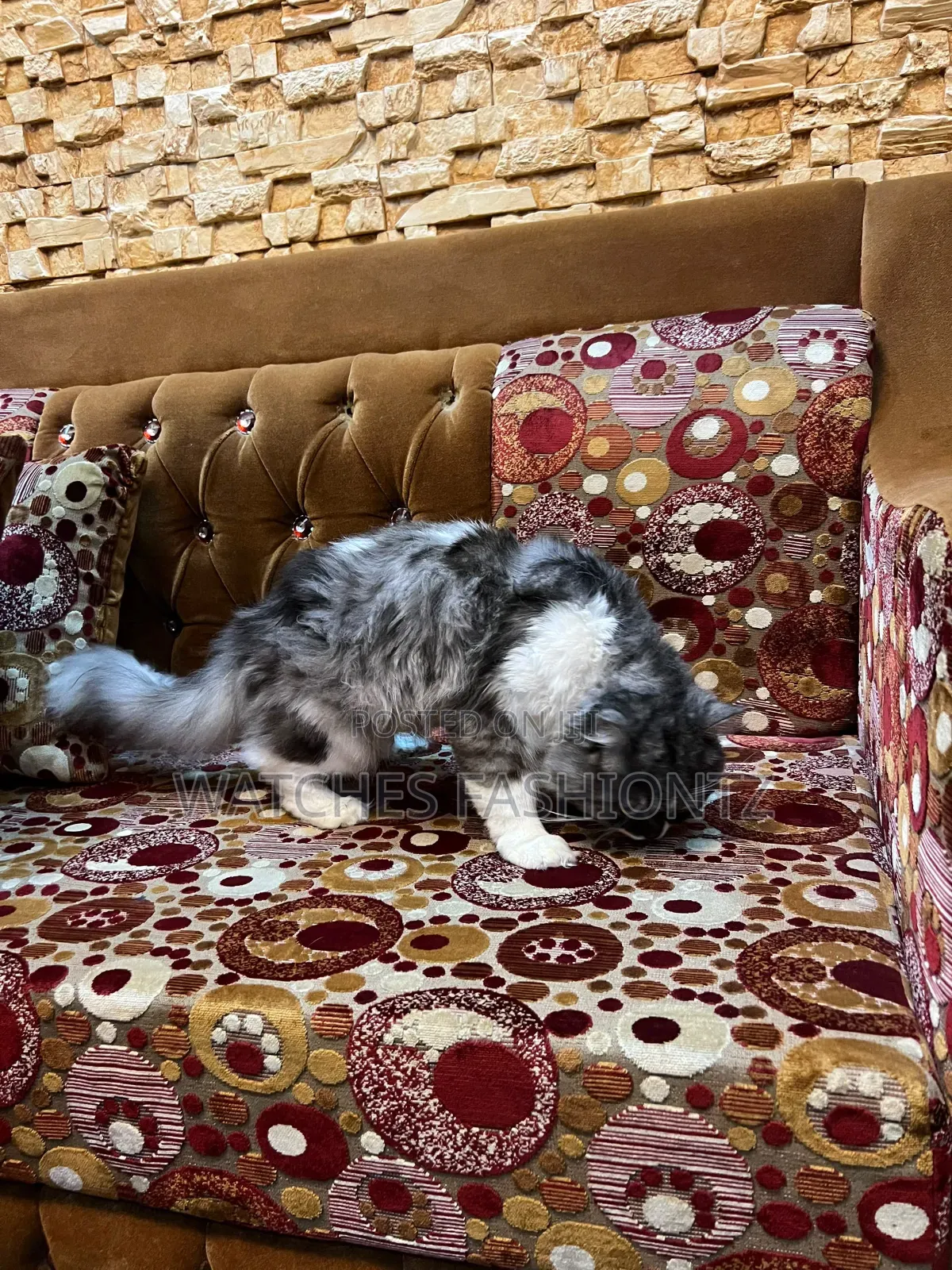 6-12 months Male Purebred Persian