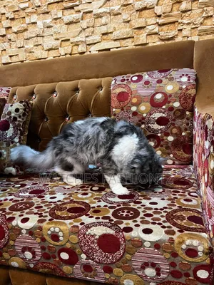 6-12 months Male Purebred Persian
