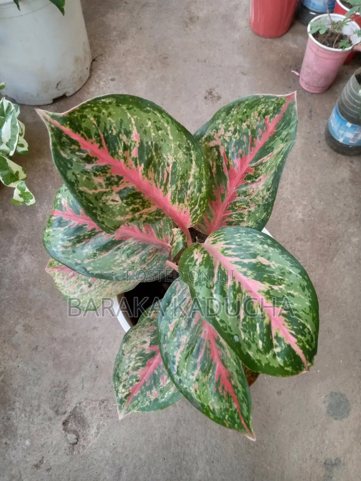 Plants and Flowers for Sale