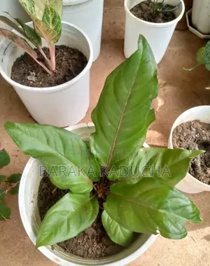 Plants and Flowers for Sale