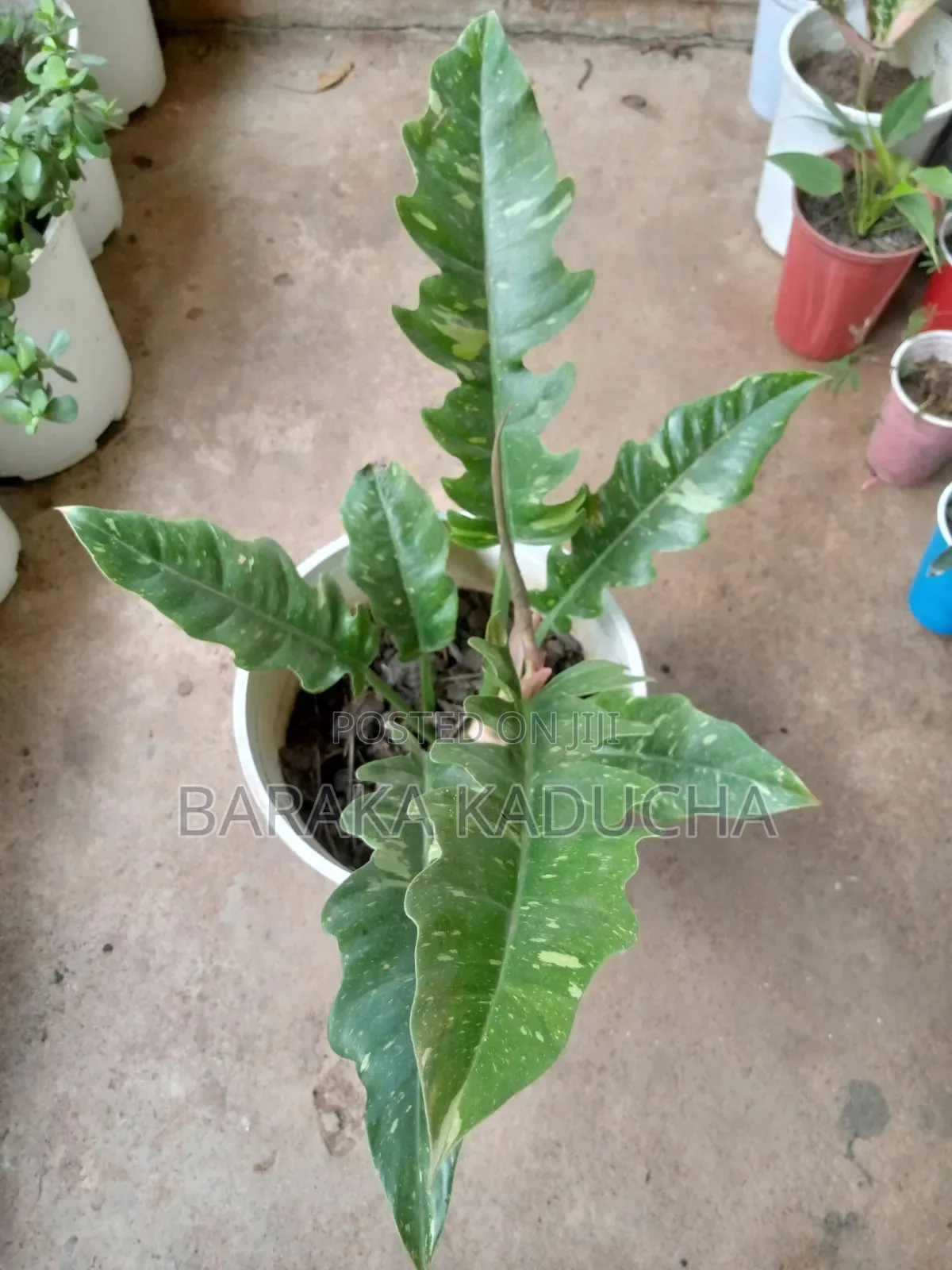 Plants and Flowers for Sale