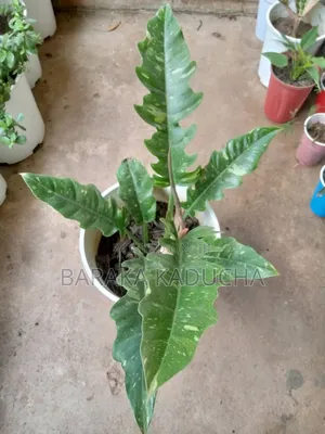 Plants and Flowers for Sale