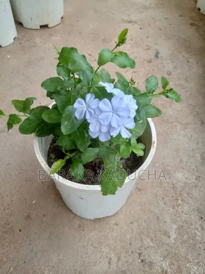 Plants and Flowers for Sale