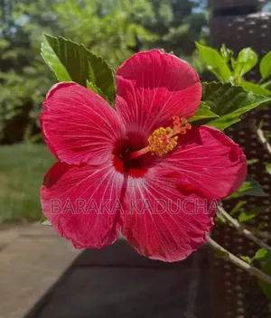 Plants and Flowers for Sale