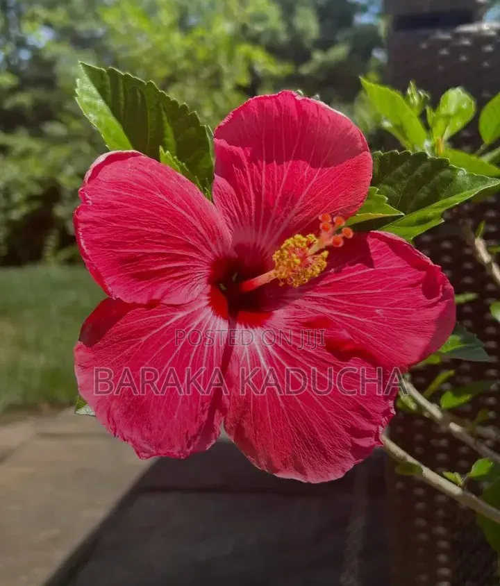 Plants and Flowers for Sale