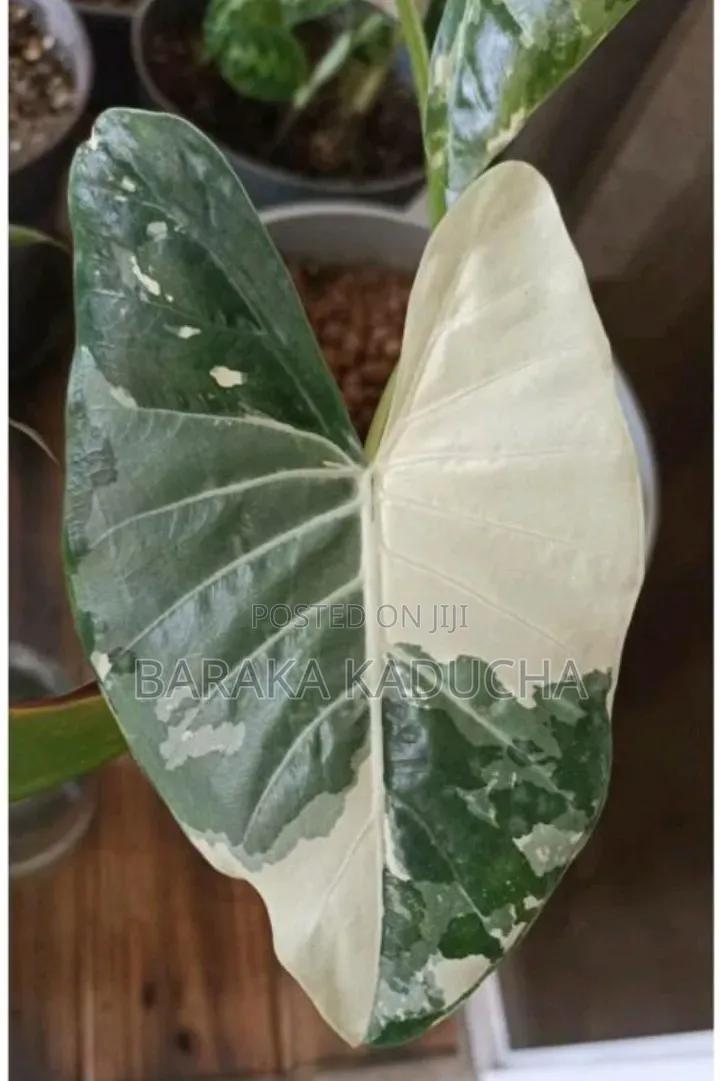Plants and Flowers for Sale
