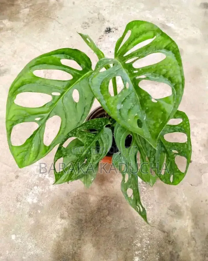 Plants and Flowers for Sale