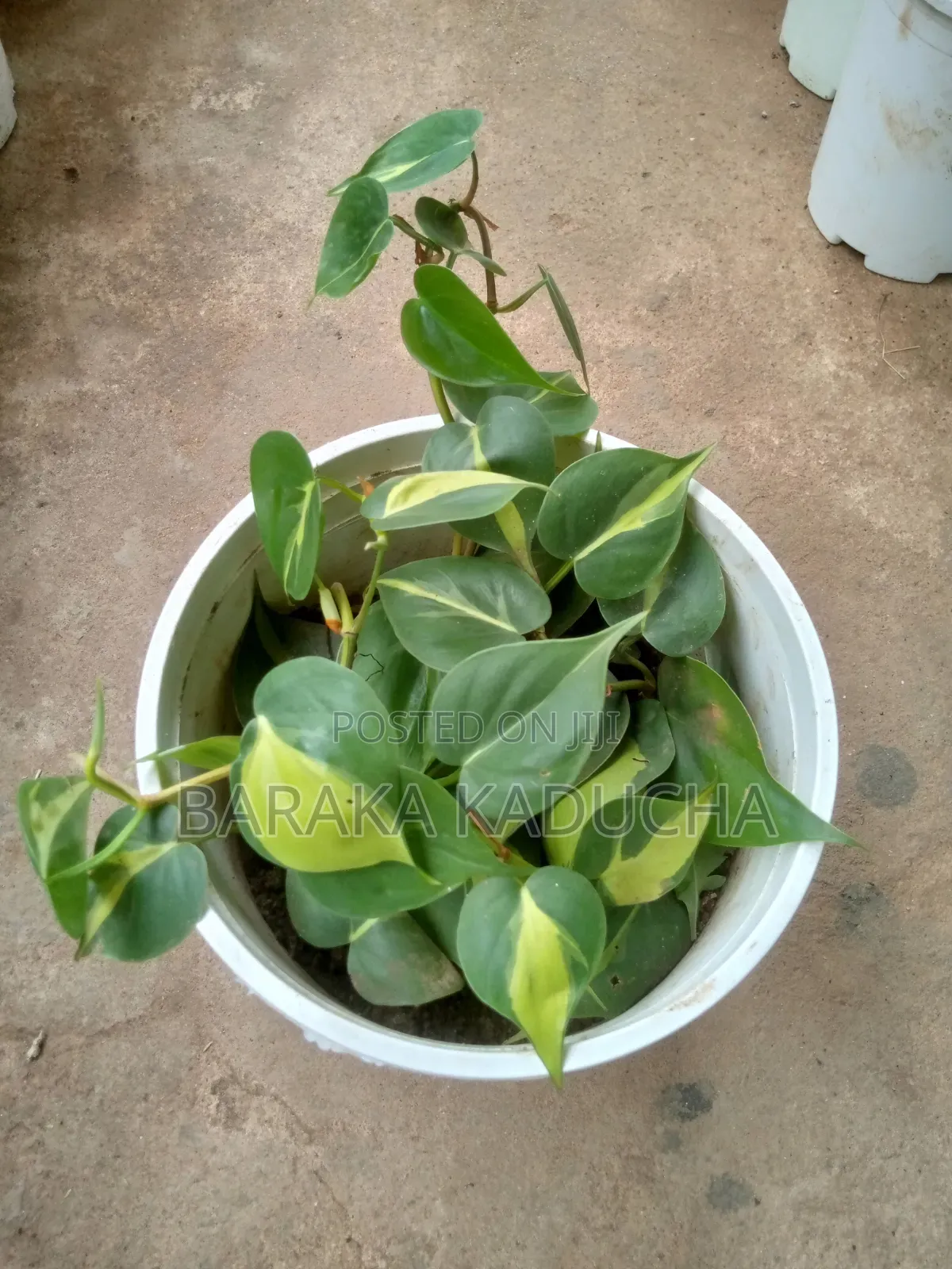 Plants and Flowers for Sale
