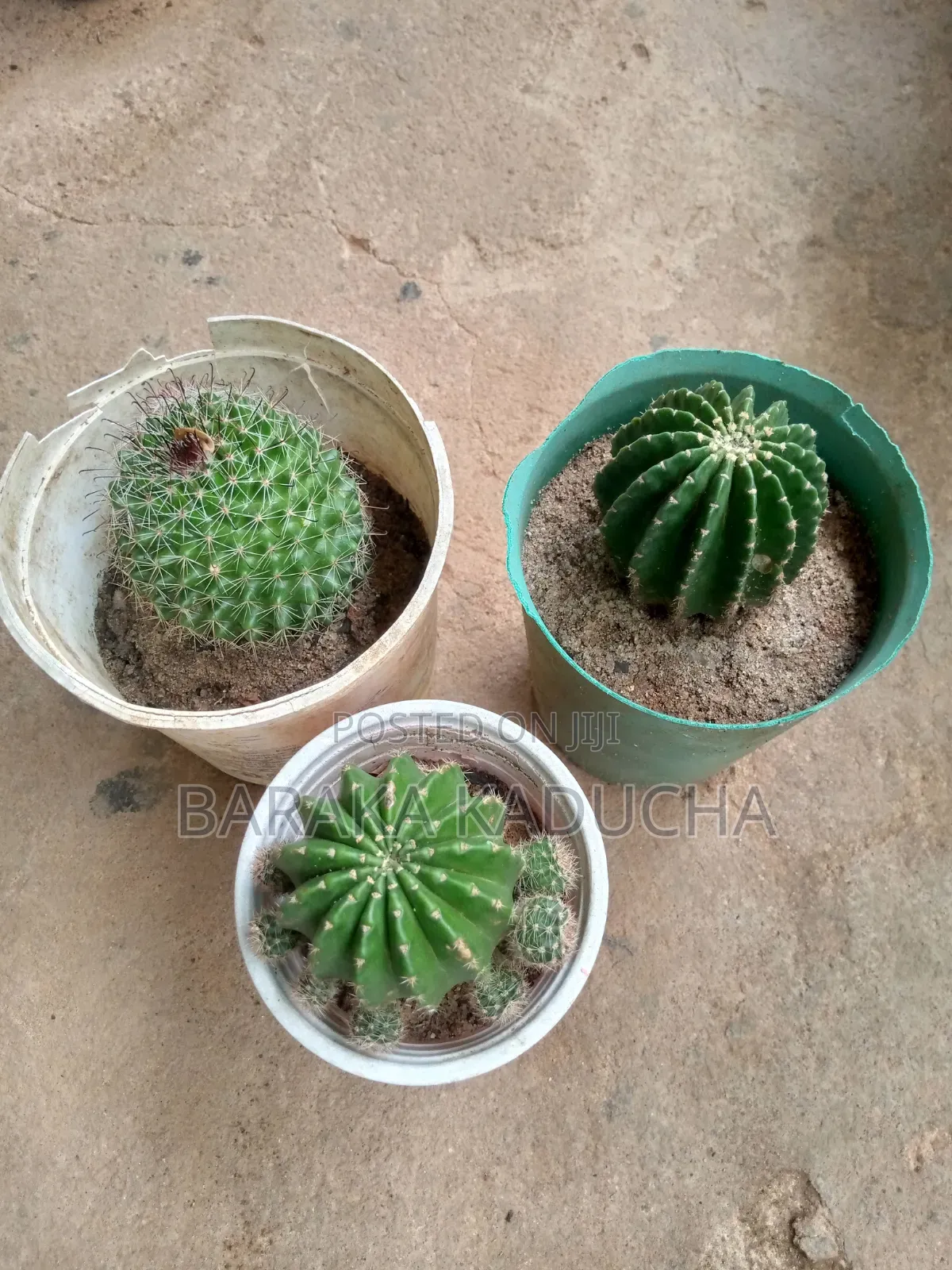 Plants and Flowers for Sale