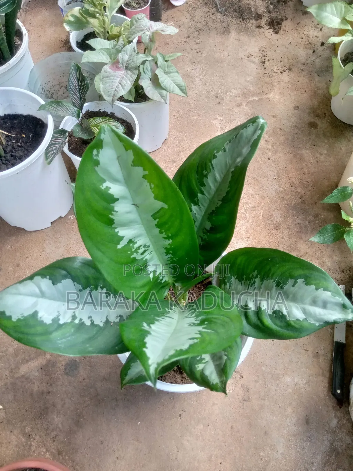 Plants and Flowers for Sale
