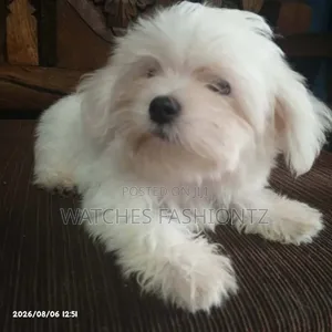 1-3 months Male Purebred Maltese