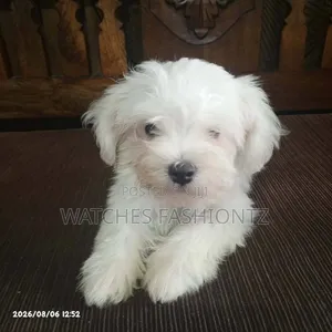 1-3 months Male Purebred Maltese