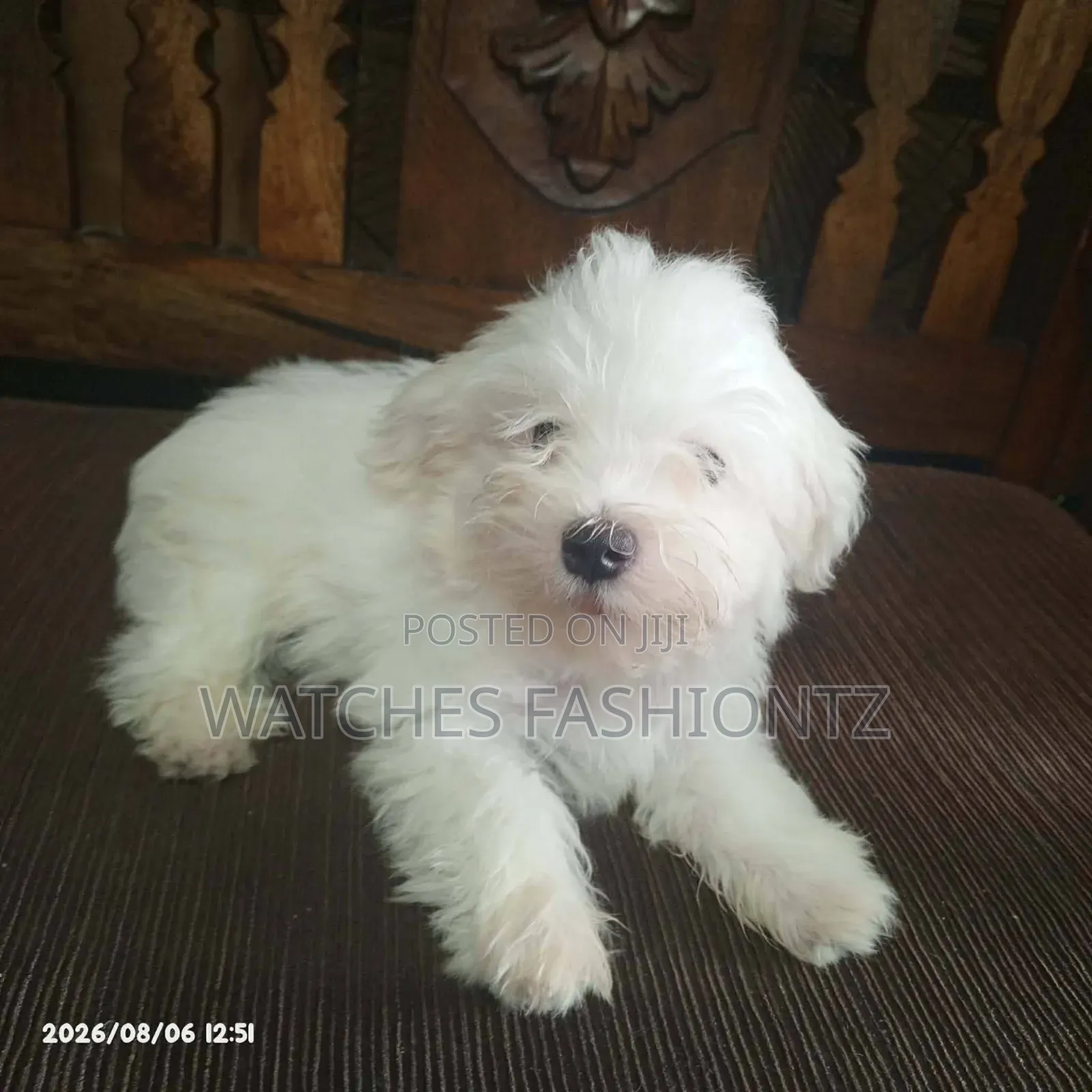 1-3 months Male Purebred Maltese