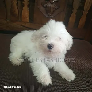 1-3 months Male Purebred Maltese
