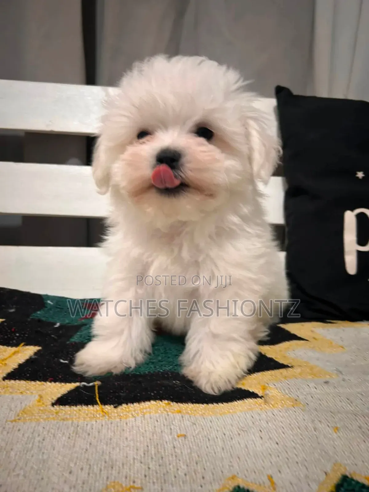 1-3 months Male Purebred Maltese