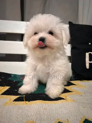 1-3 months Male Purebred Maltese