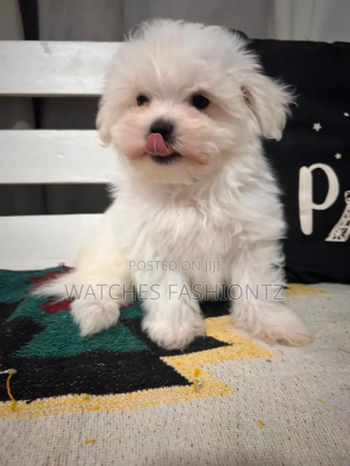 1-3 months Male Purebred Maltese