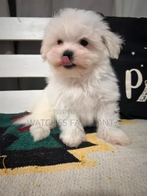 1-3 months Male Purebred Maltese