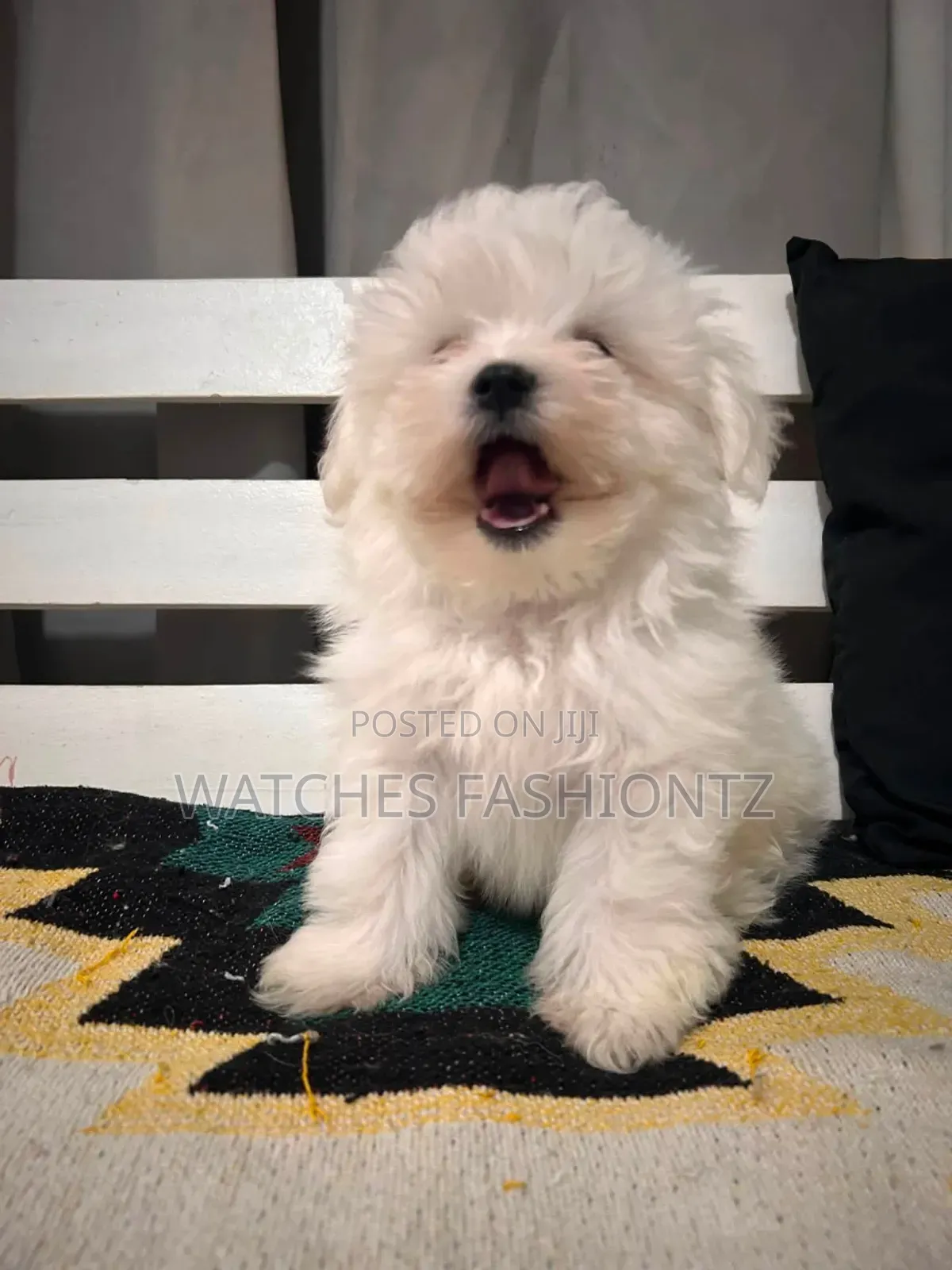 1-3 months Male Purebred Maltese