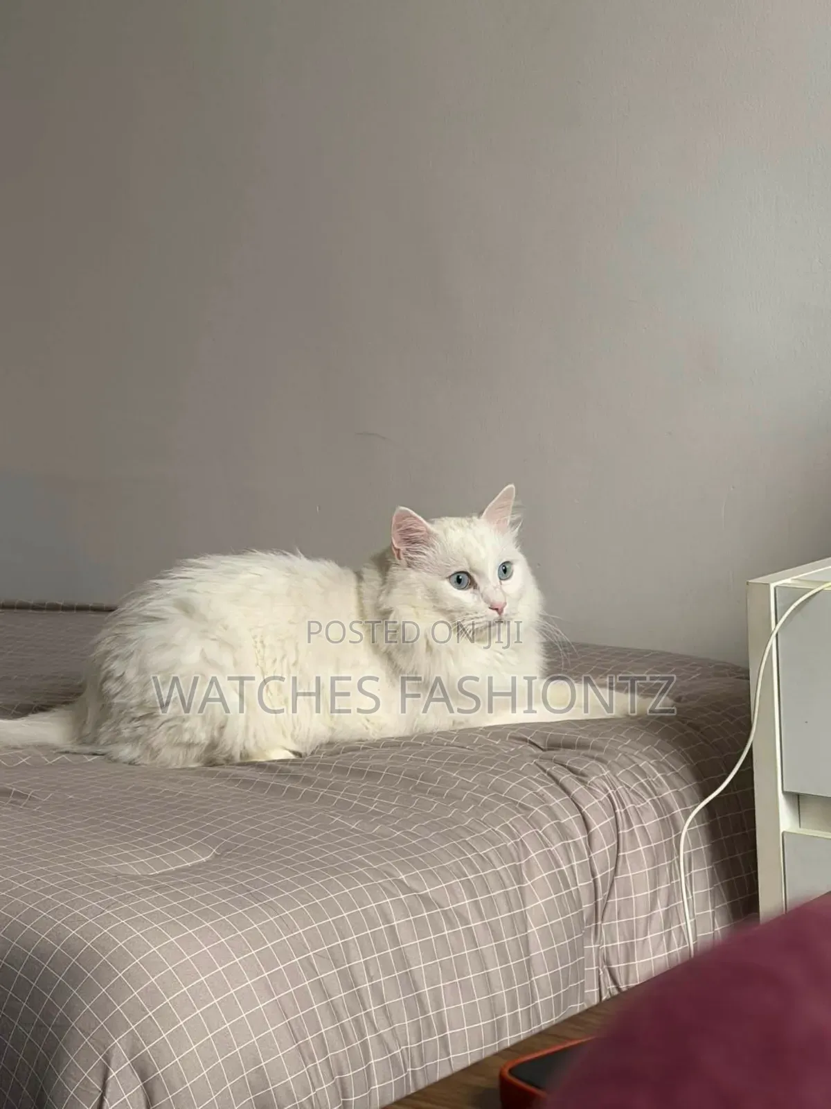 1+ year Male Purebred Persian