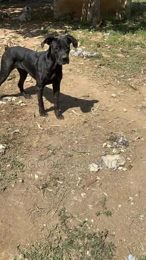 1+ year Female Purebred Boerboel