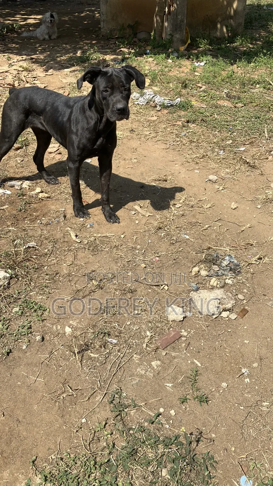 1+ year Female Purebred Boerboel
