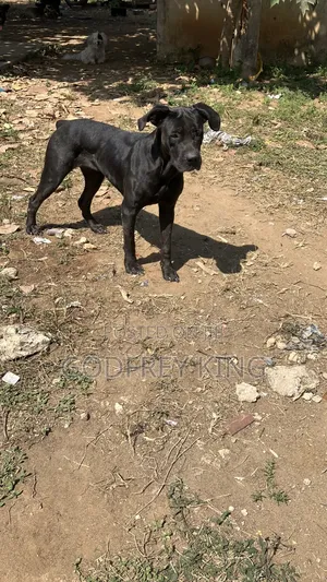 1+ year Female Purebred Boerboel