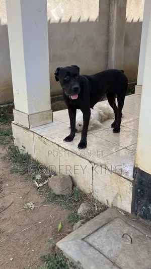 1+ year Female Purebred Boerboel