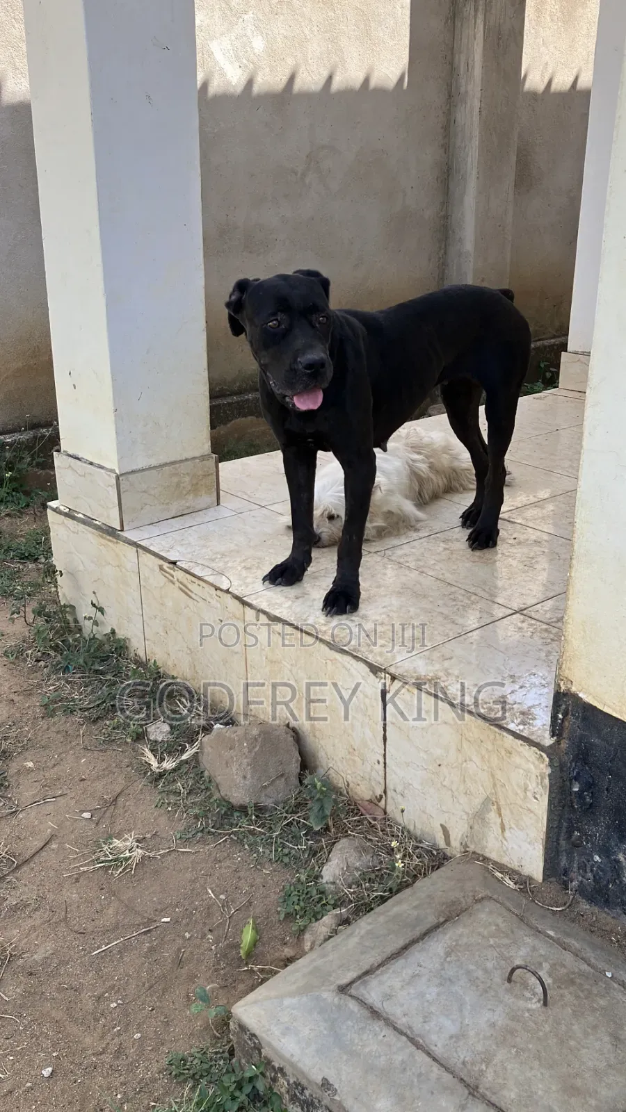 1+ year Female Purebred Boerboel