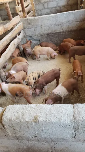 Healthy Duroc Piglets