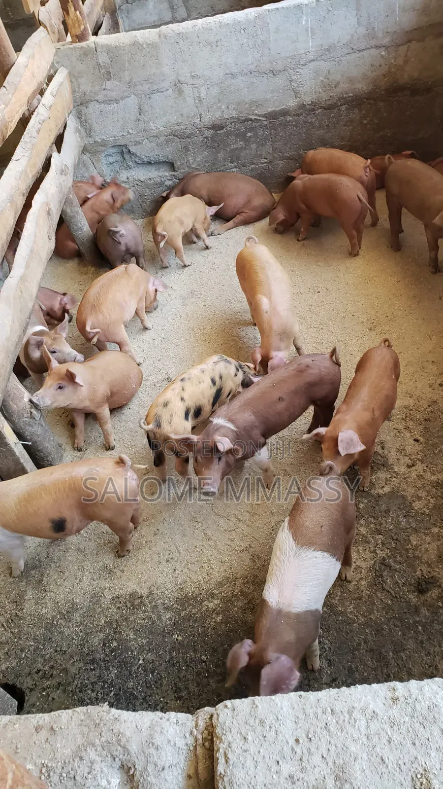 Healthy Duroc Piglets