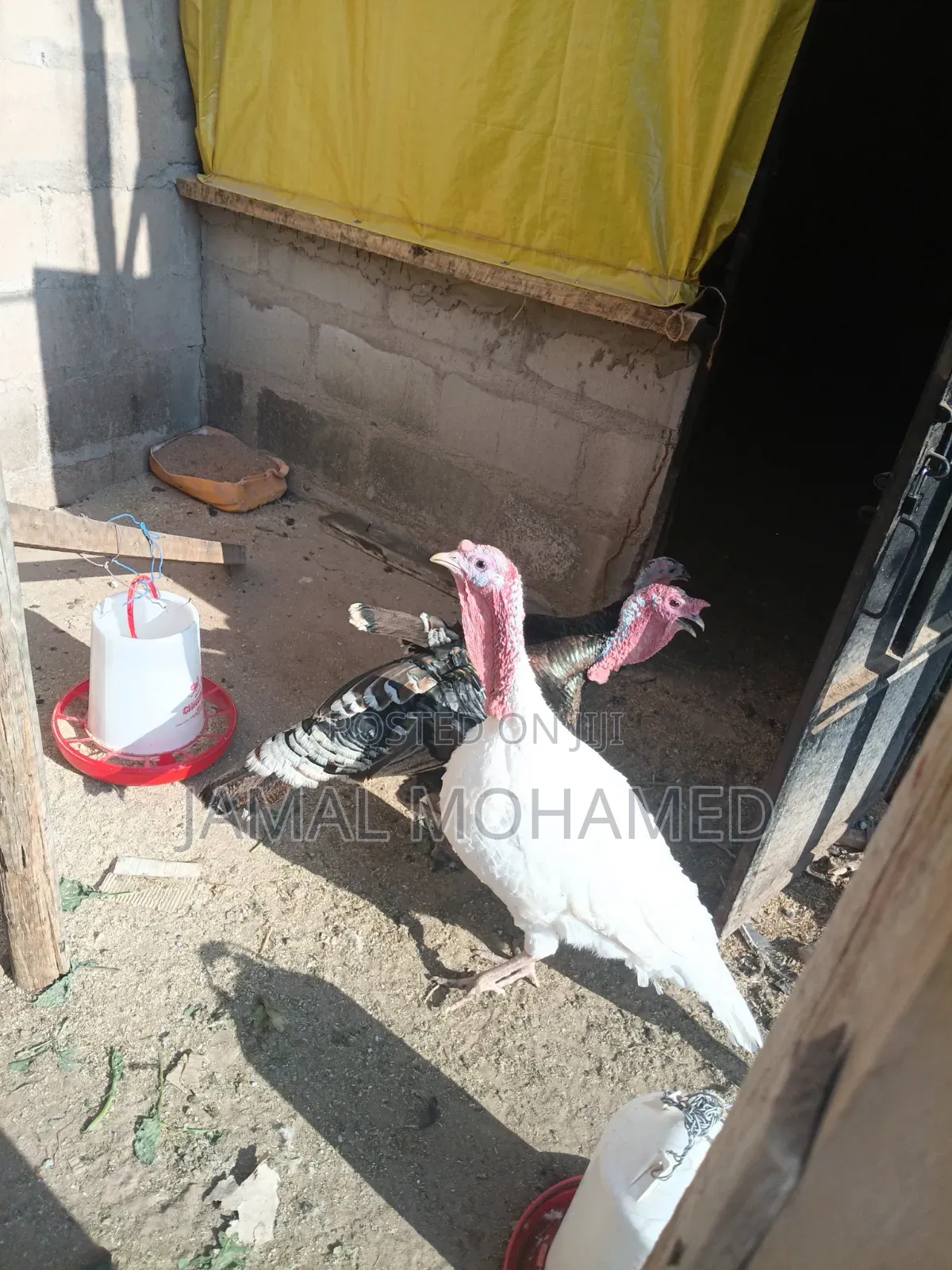 Bata Mzinga Wanaotaga Pair 320,000/= Dume Na Jike Wanaotaga