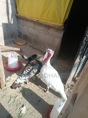 Bata Mzinga Wanaotaga Pair 320,000/= Dume Na Jike Wanaotaga