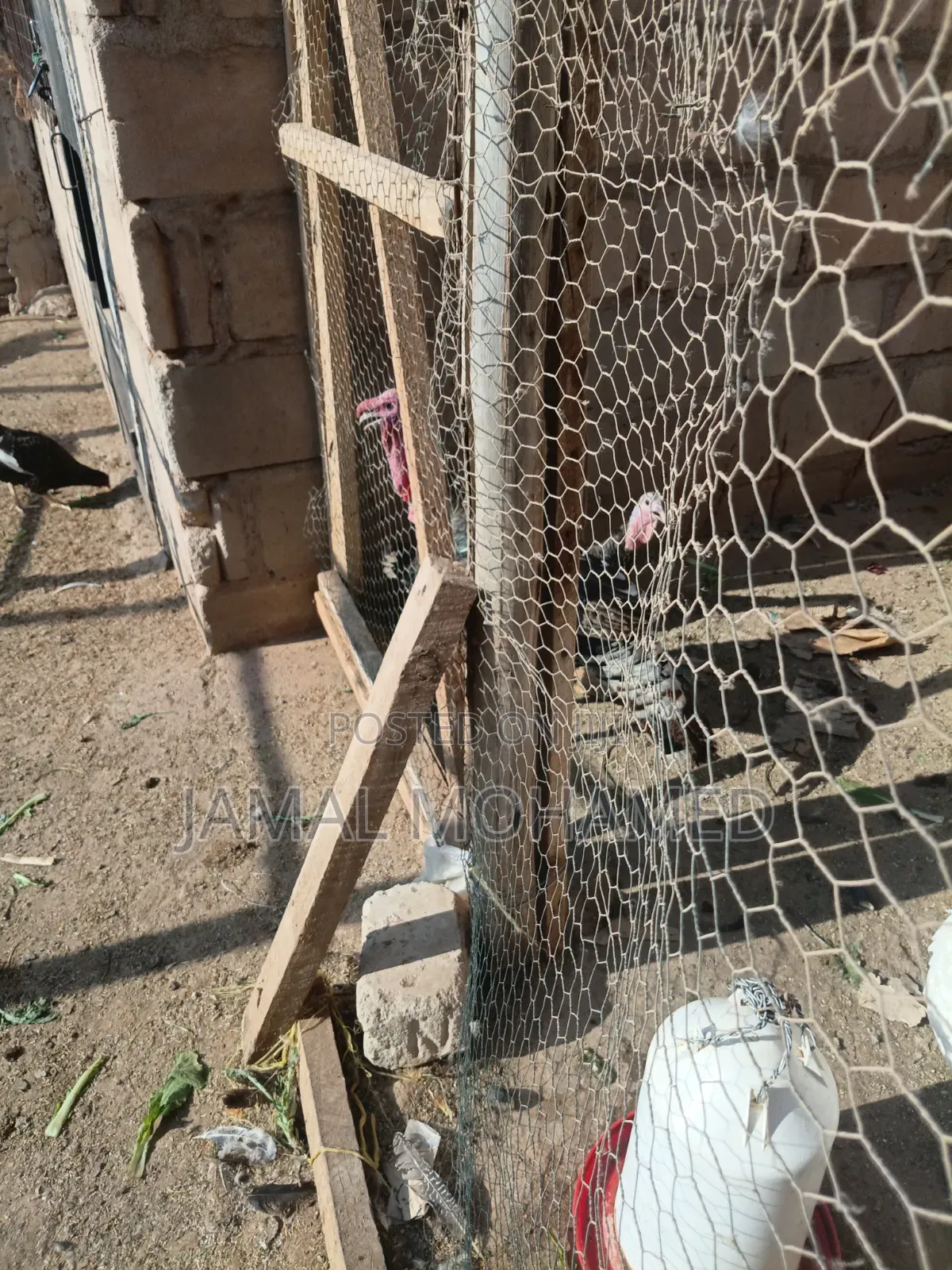 Bata Mzinga Wanaotaga Pair 320,000/= Dume Na Jike Wanaotaga