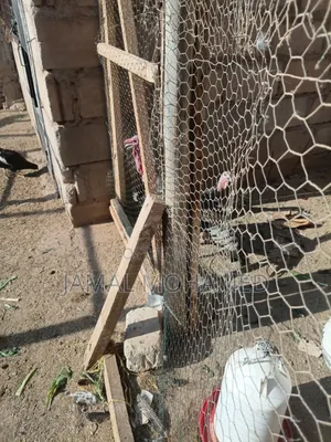 Bata Mzinga Wanaotaga Pair 320,000/= Dume Na Jike Wanaotaga