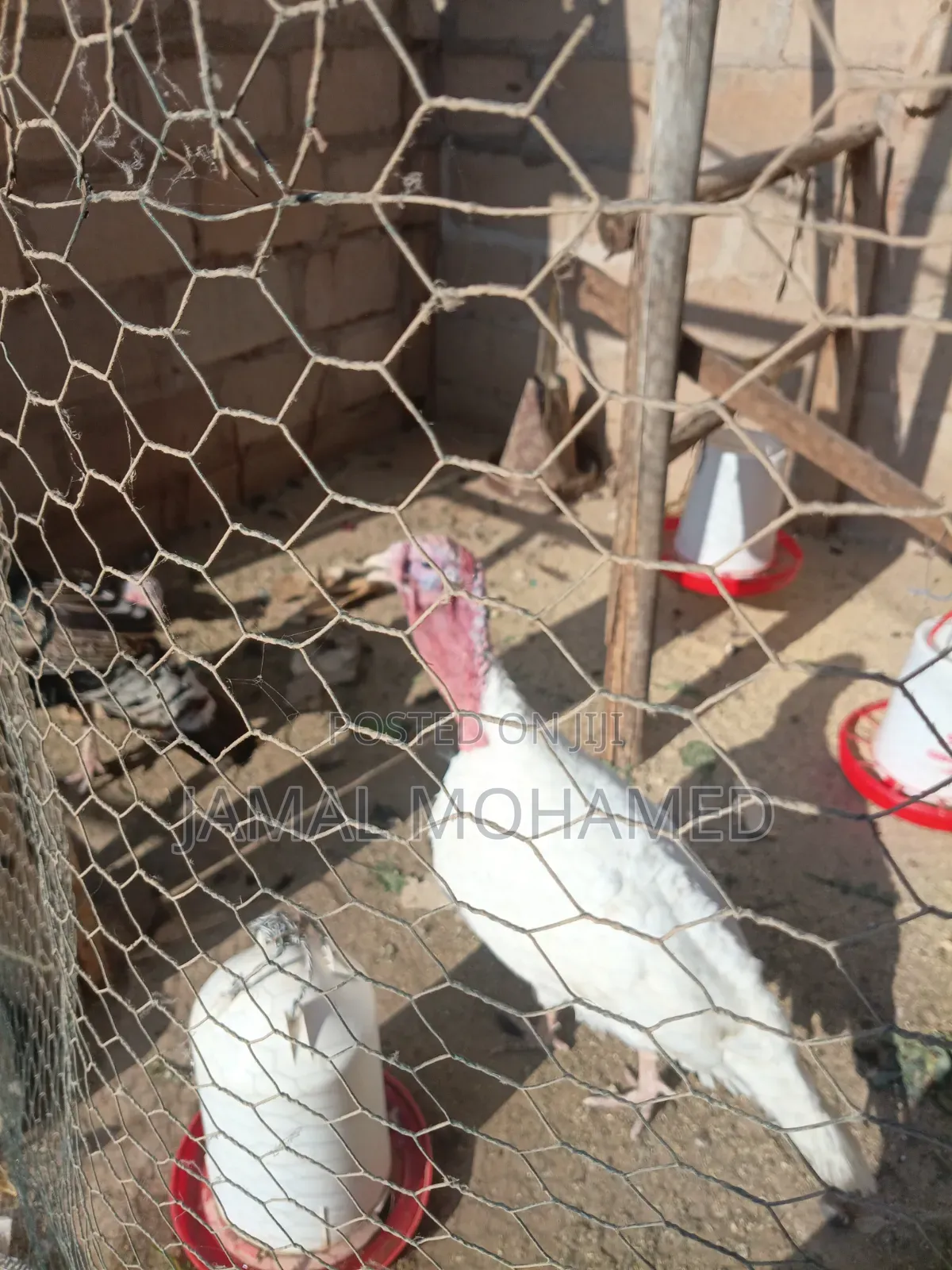 Bata Mzinga Wanaotaga Pair 320,000/= Dume Na Jike Wanaotaga