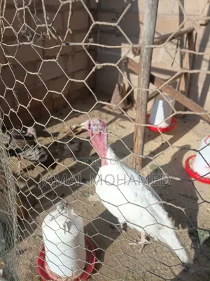 Bata Mzinga Wanaotaga Pair 320,000/= Dume Na Jike Wanaotaga