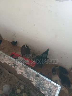 Ayam Cemani, Kuku Weusi,mayai Meusi Mifupa Na Nyama Nyeusi