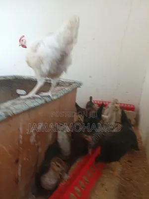Ayam Cemani, Kuku Weusi,mayai Meusi Mifupa Na Nyama Nyeusi