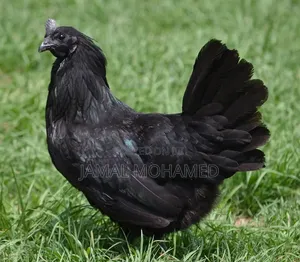 Ayam Cemani, Kuku Weusi,mayai Meusi Mifupa Na Nyama Nyeusi
