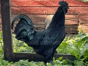 Ayam Cemani, Kuku Weusi,mayai Meusi Mifupa Na Nyama Nyeusi
