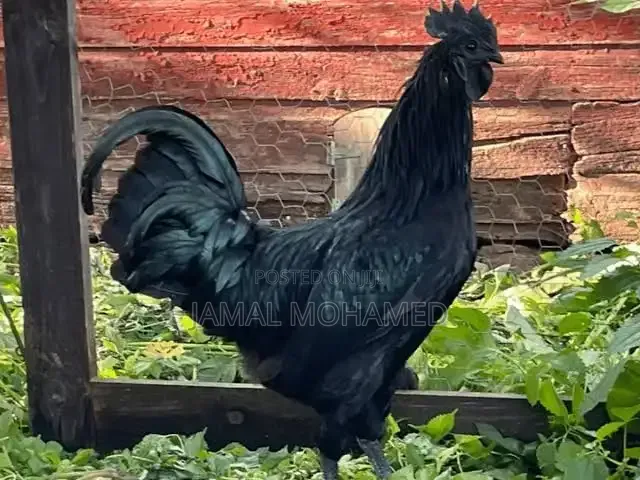 Ayam Cemani, Kuku Weusi,mayai Meusi Mifupa Na Nyama Nyeusi