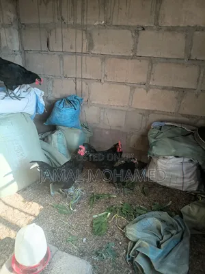 Black Australorp, Kuku Weusi Breed Kubwa Ya Malawi