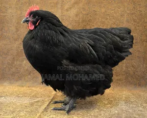 Black Australorp, Kuku Weusi Breed Kubwa Ya Malawi