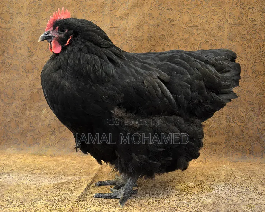 Black Australorp, Kuku Weusi Breed Kubwa Ya Malawi